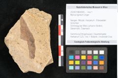 Foto (Objekt + Etikett) von Myrica lignitum Unger (NHMW-GEO-2024-0188-4005)